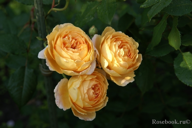 Crown Princess Margareta®