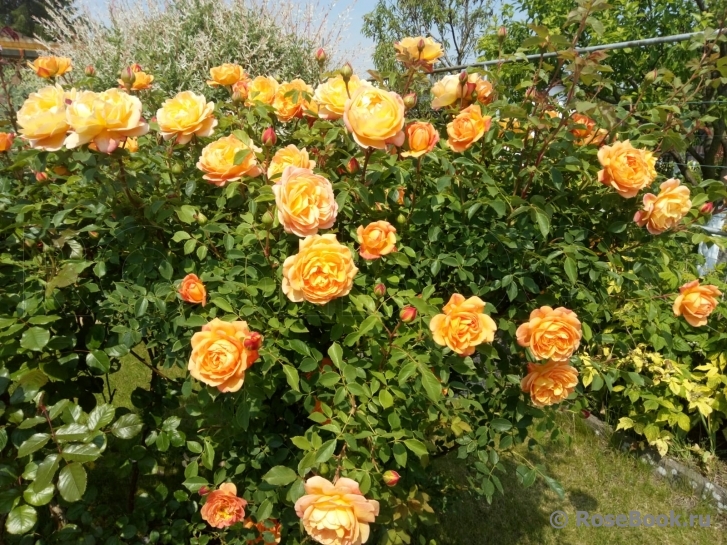 Lady of Shalott 