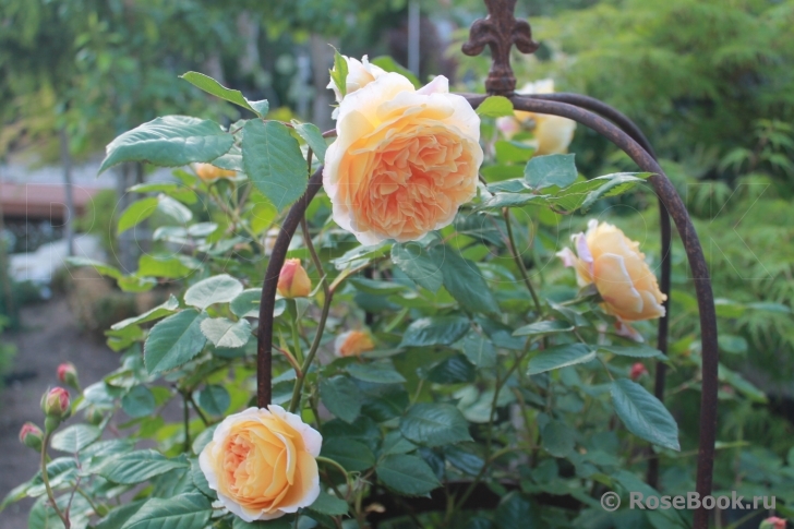 Crown Princess Margareta®