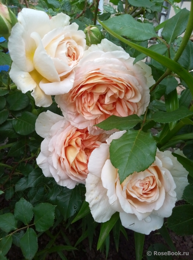 Abraham Darby