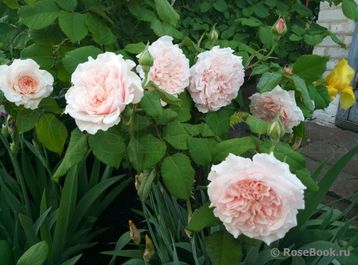 Rose de Tolbiac ®