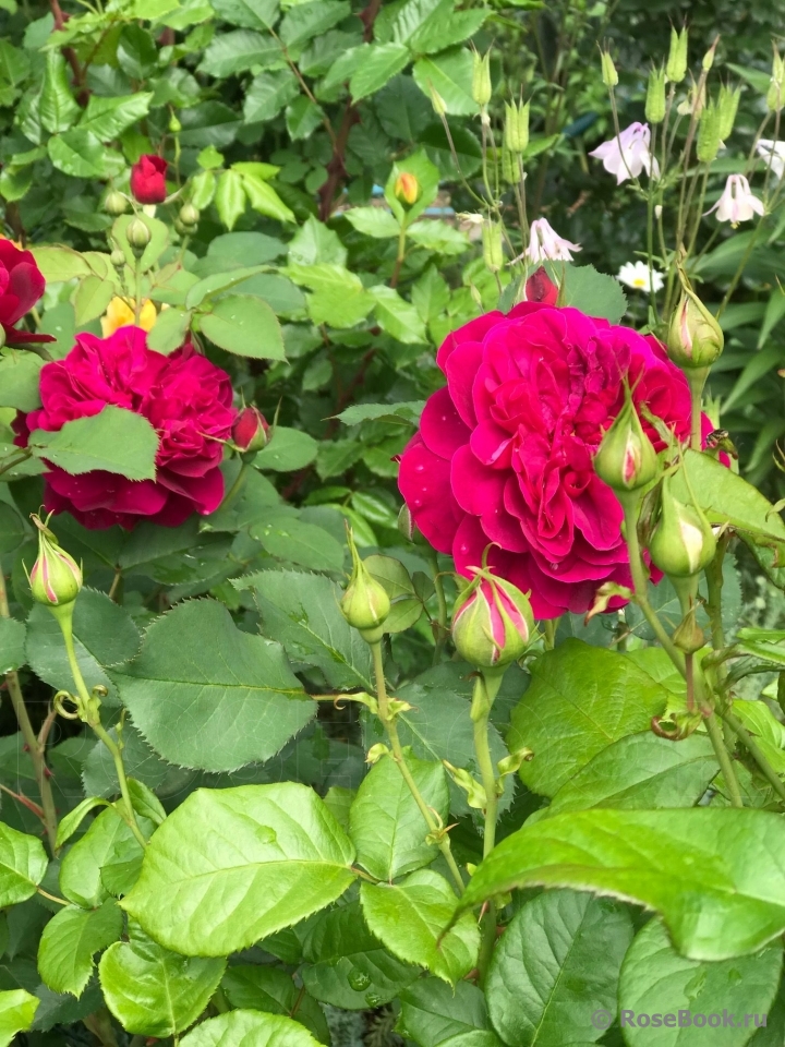 Darcey Bussell 