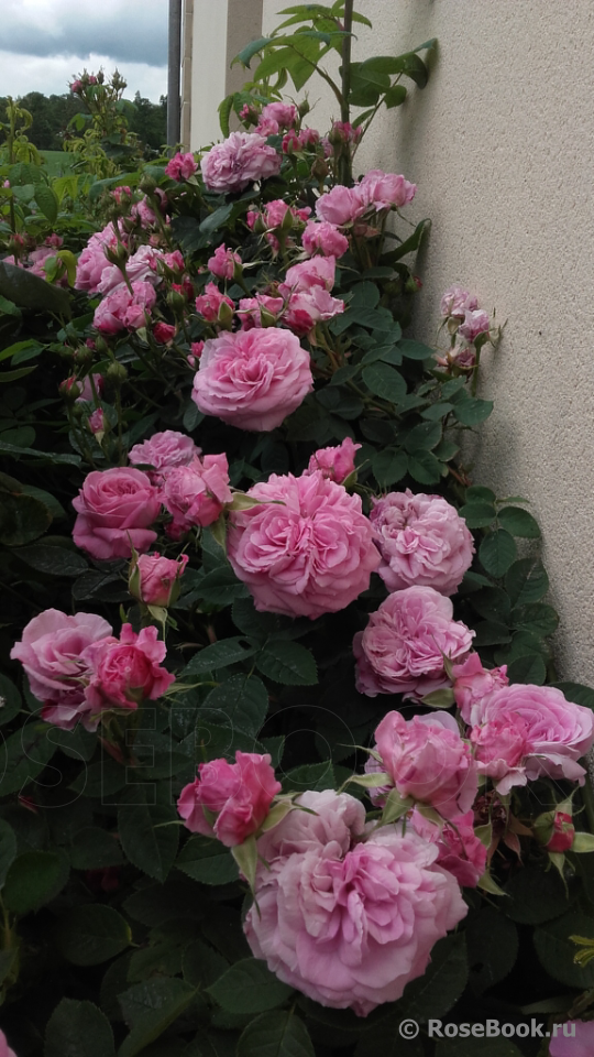 Rose de Montmeillant