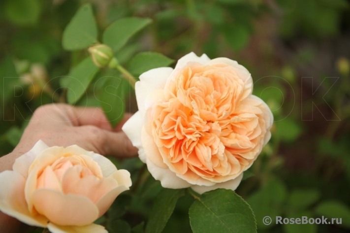 Crown Princess Margareta®