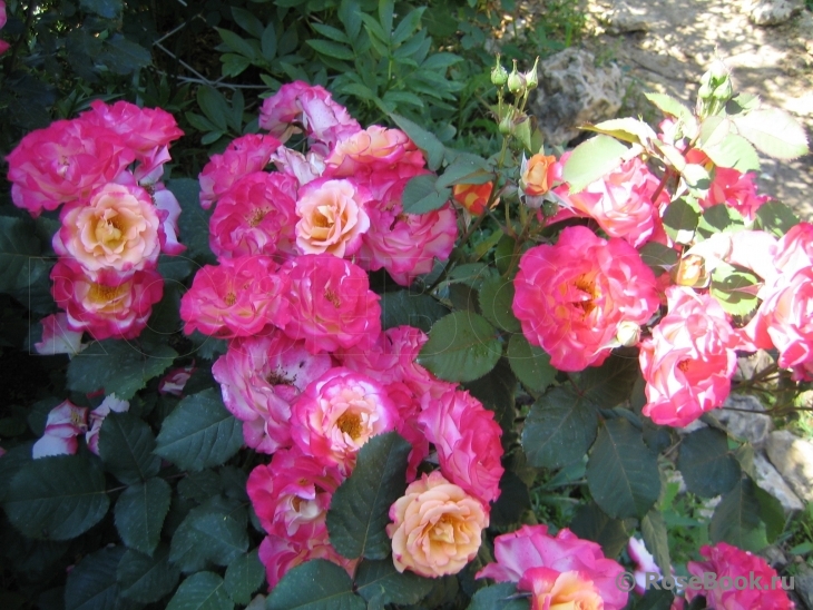 Marseille en Fleurs