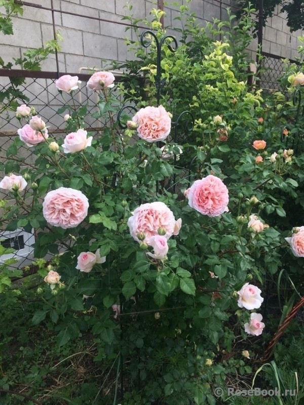 Abraham Darby