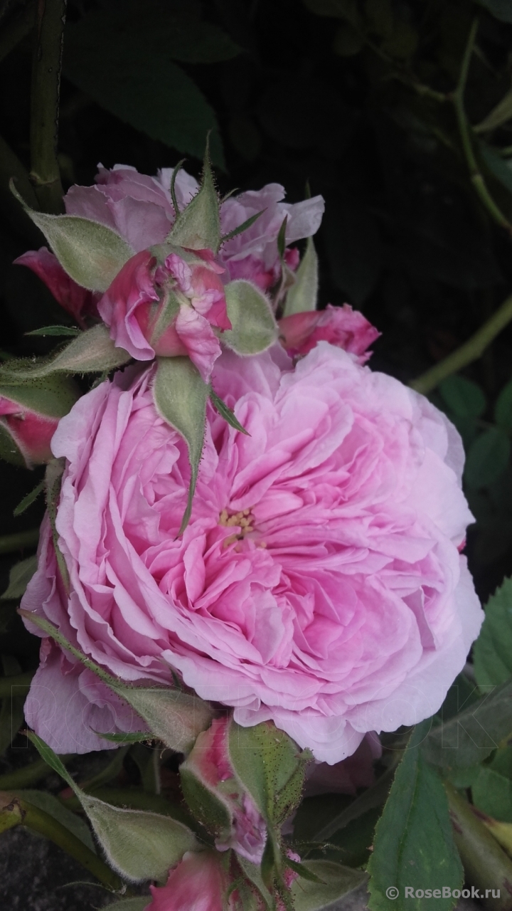 Rose de Montmeillant