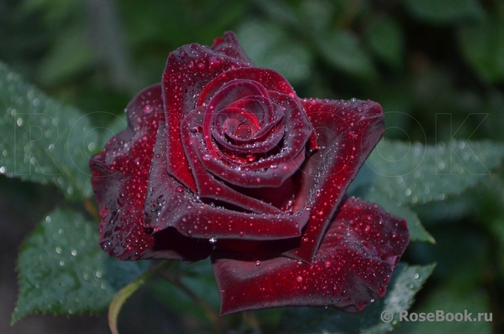 Black Baccara