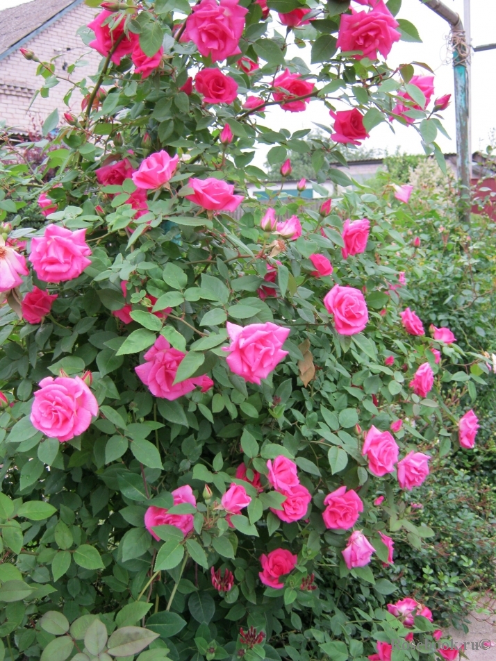 Zephirine Drouhin