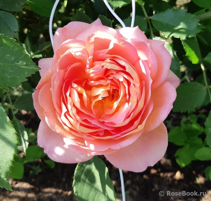 Lady of Shalott 