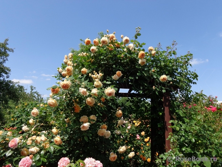 Crown Princess Margareta®