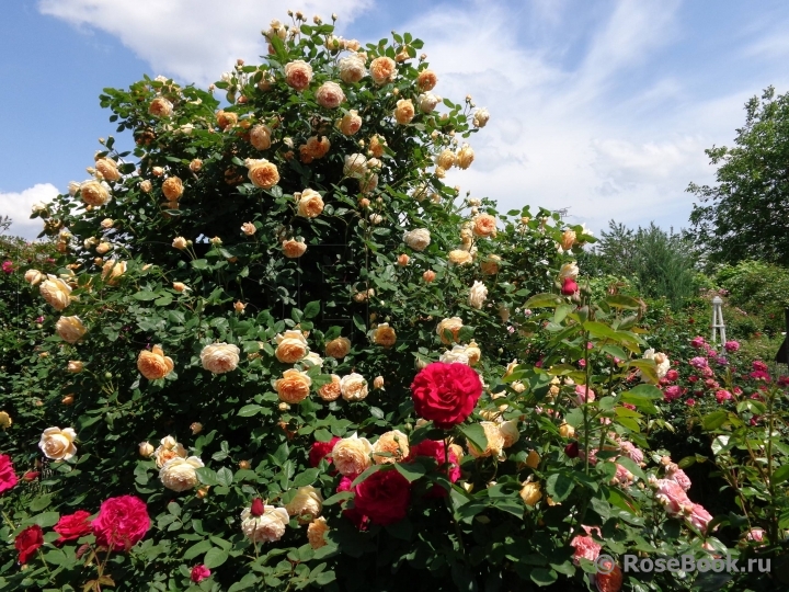 Crown Princess Margareta®