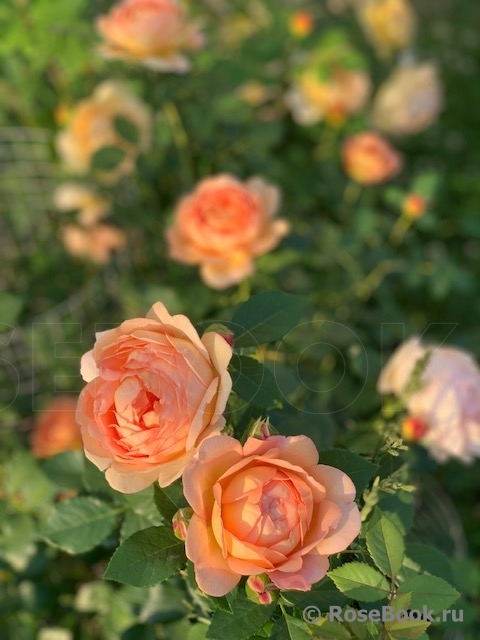 Lady of Shalott 