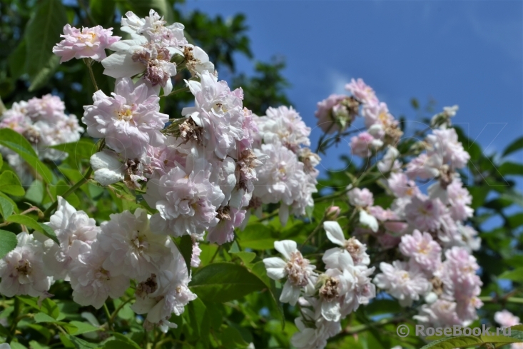 Paul’s Himalayan Musk 