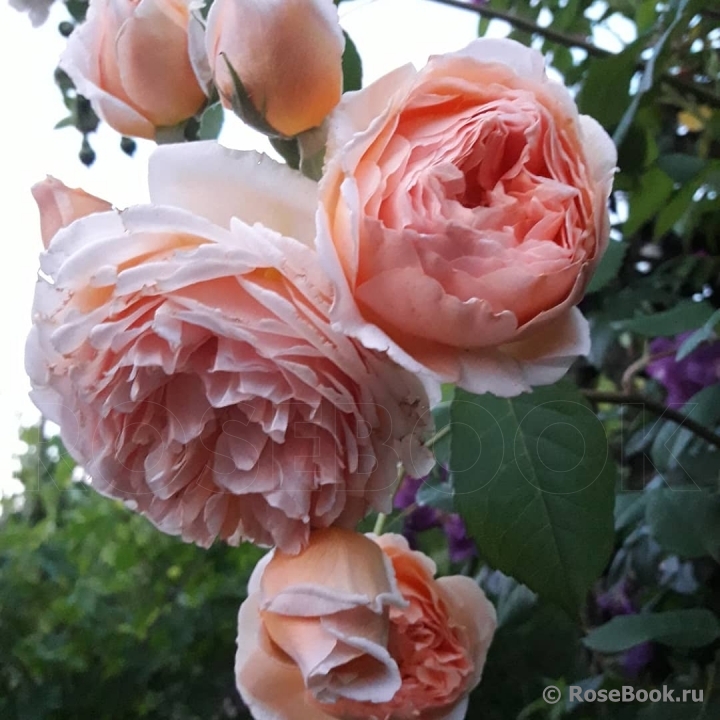 Crown Princess Margareta®