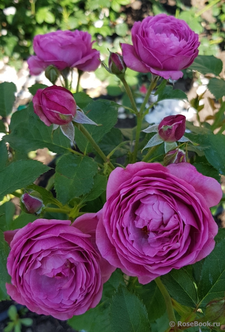 Rose Thelma