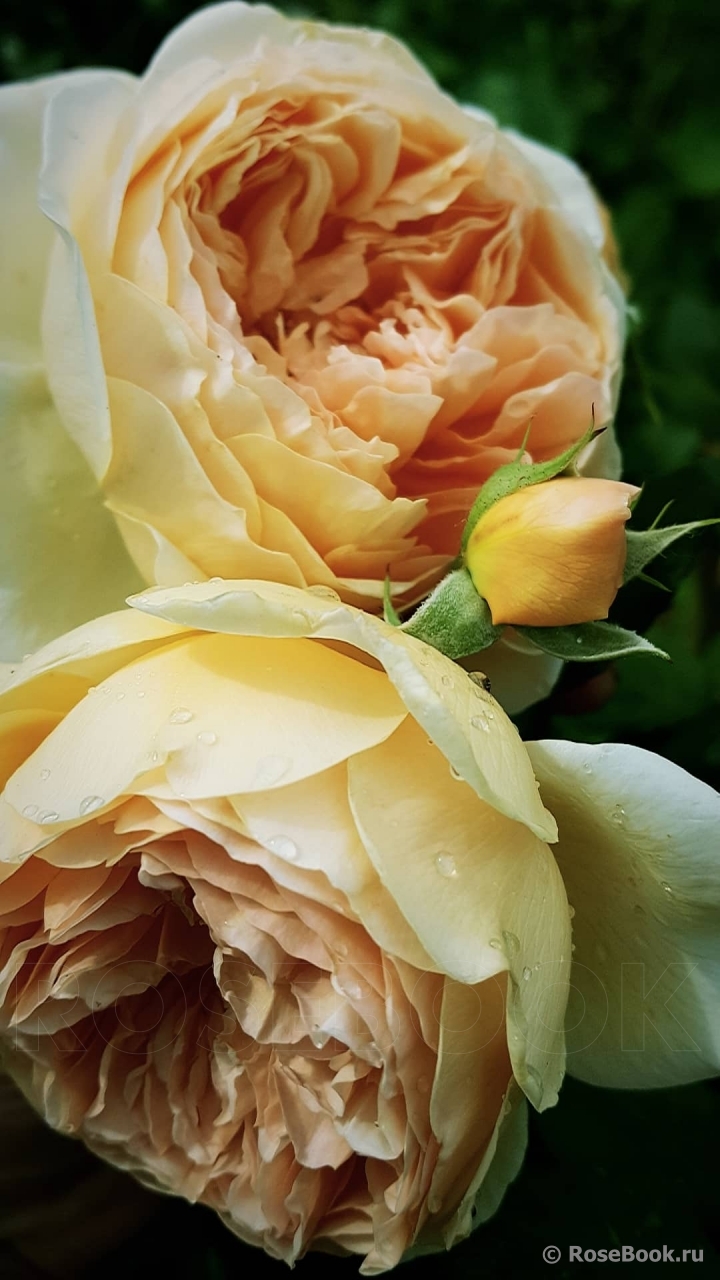 Crown Princess Margareta®