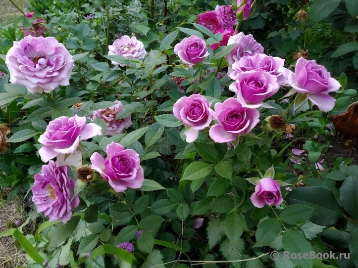 Lavender Flower Circus