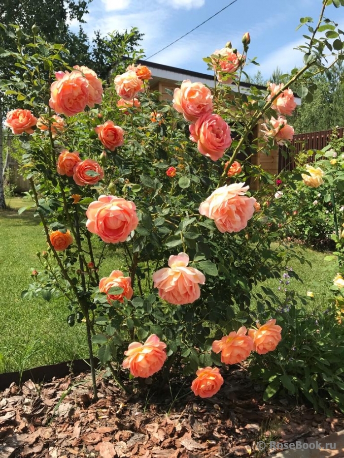 Lady of Shalott 