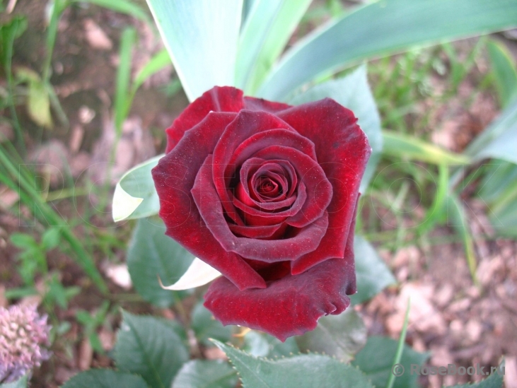 Black Baccara