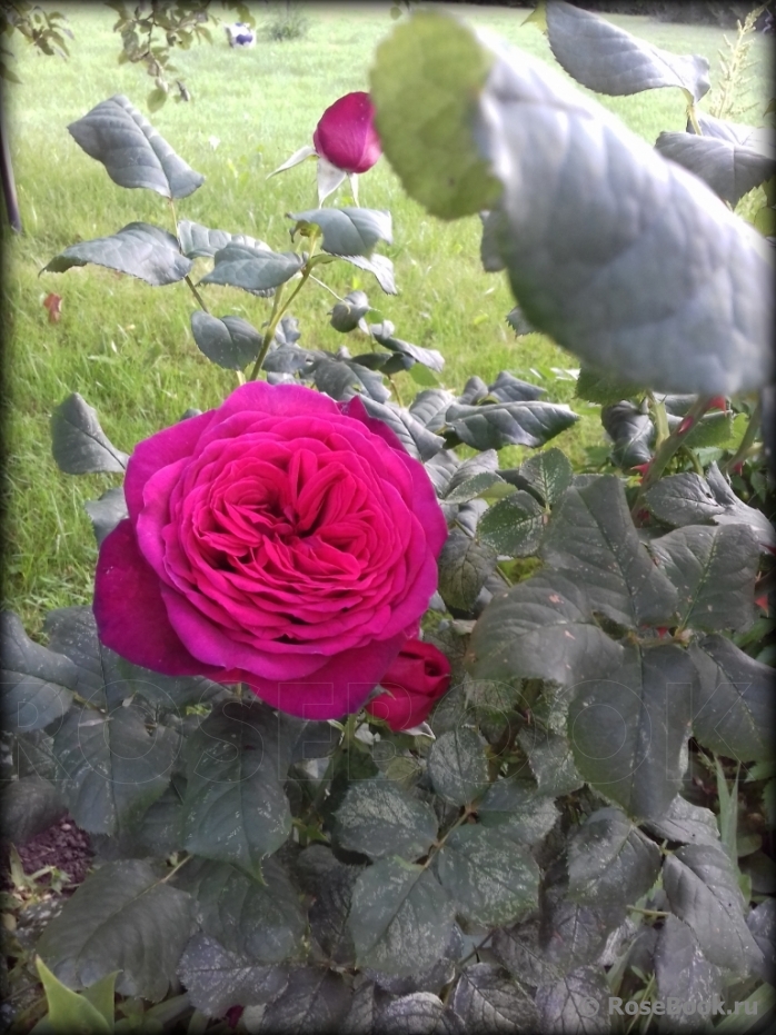 Johann Wolfgang von Goethe Rose®