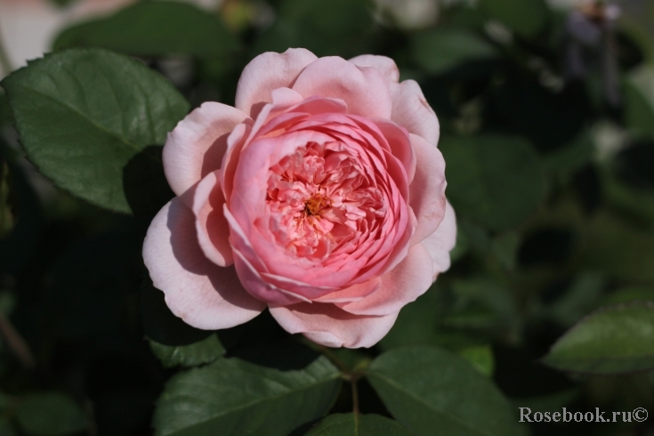 The Alnwick Rose