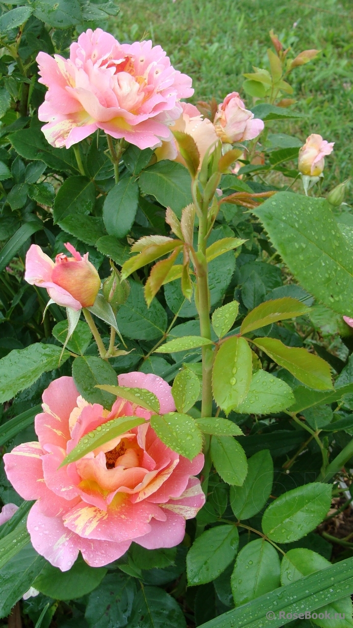 Rose des Cisterciens 