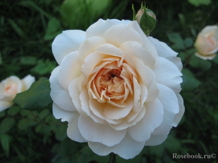 Crocus Rose® 