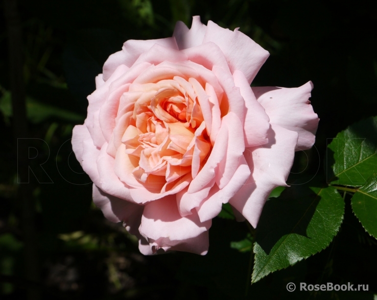 Rose de Cornouaille ®