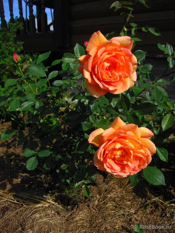 Lady of Shalott 