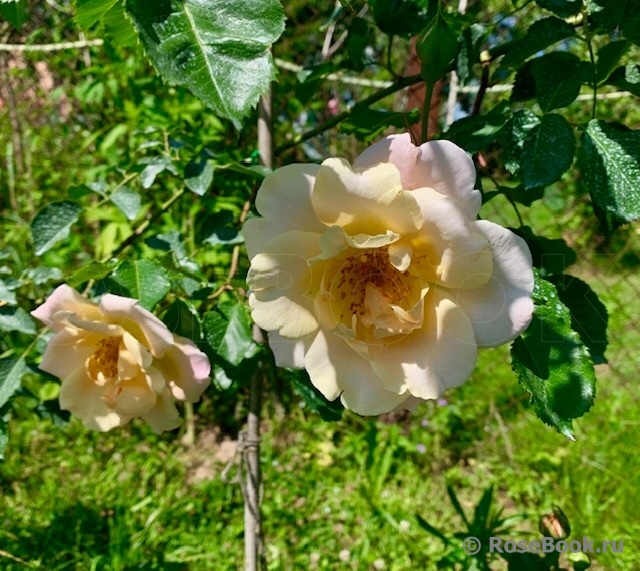 Easlea's Golden Rambler 