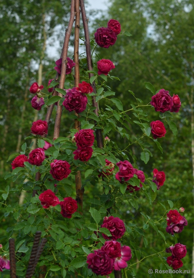 Rosengarten Zweibrücken ®