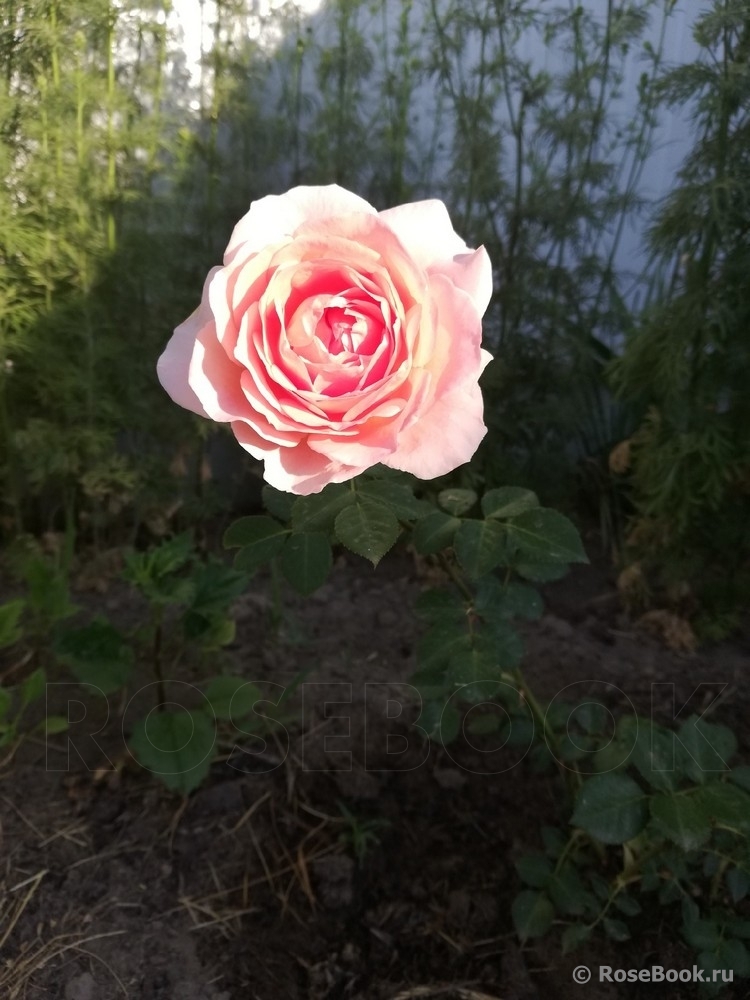 Abraham Darby