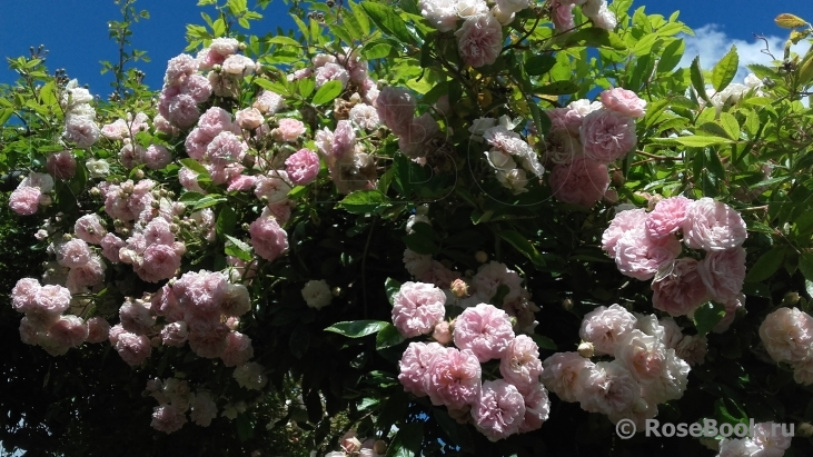 Pink Ghislaine de Féligonde ®