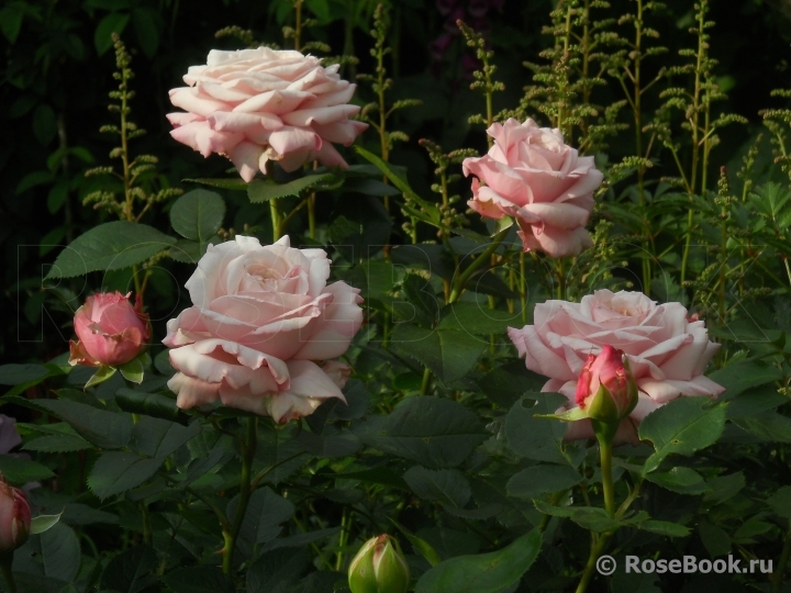 Kordes' Rosenfaszination ®