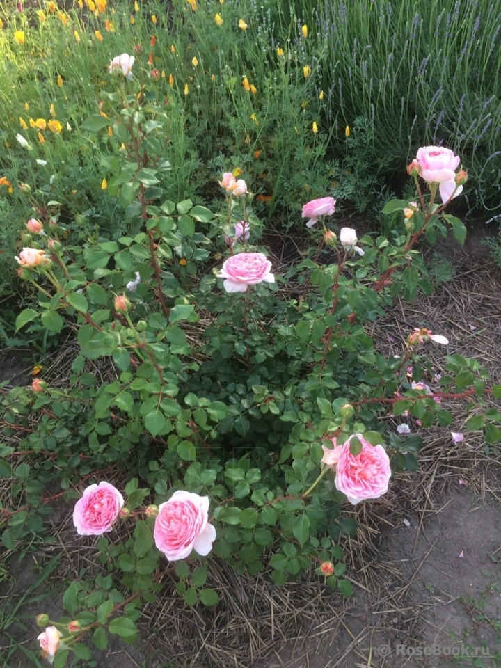 Abraham Darby