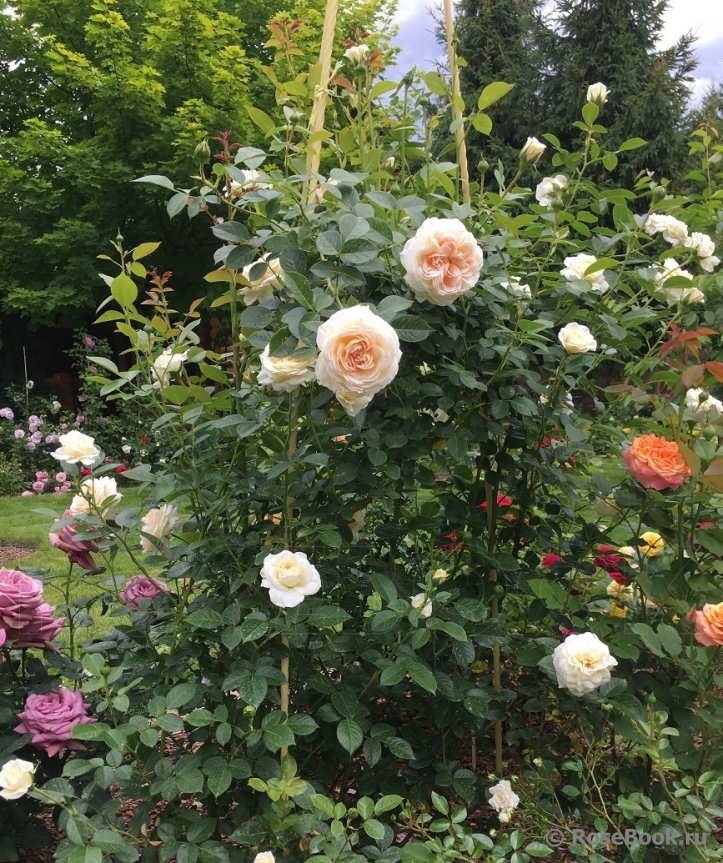 Mon Jardin et Ma Maison