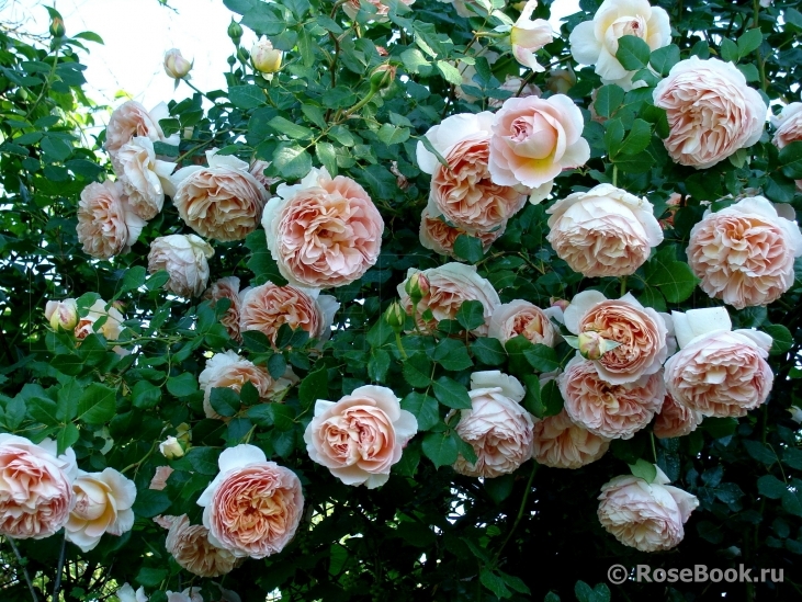 Abraham Darby