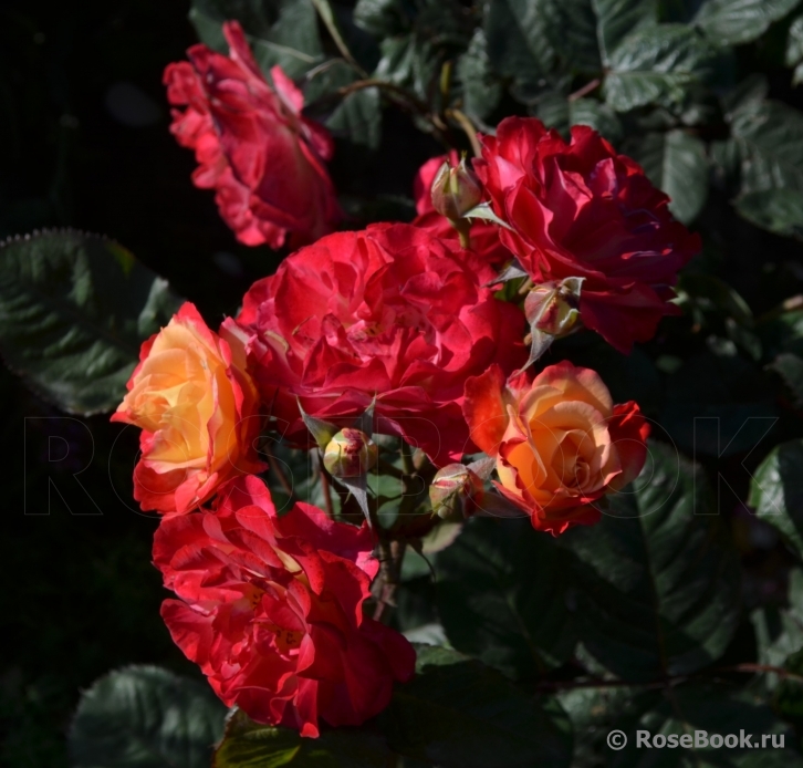 Marseille en Fleurs