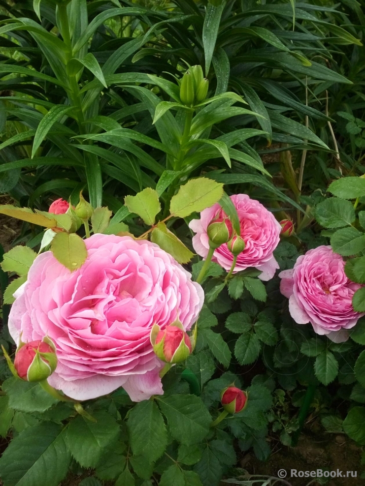 Princess Alexandra of Kent 