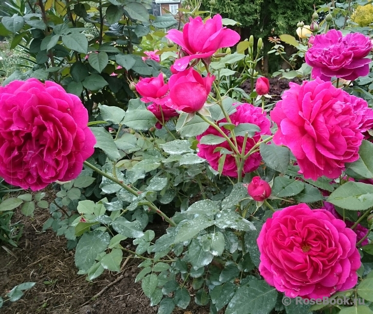 Darcey Bussell 