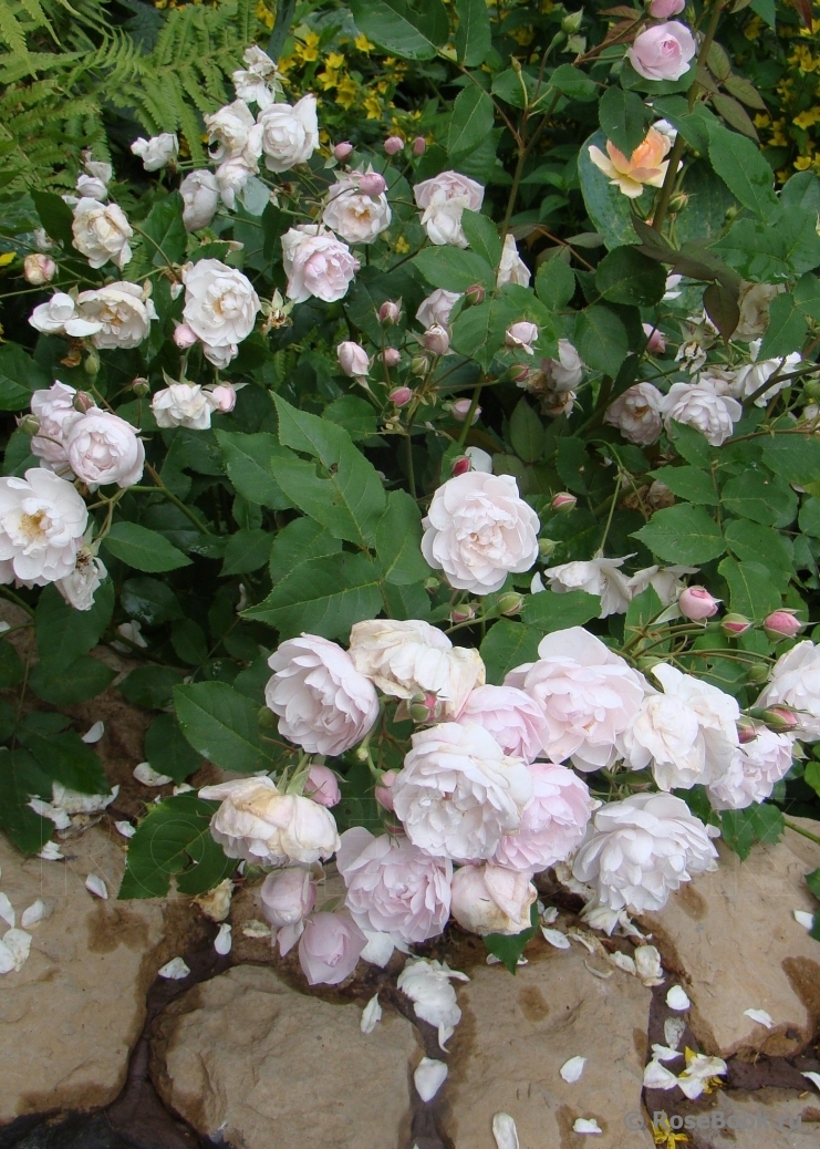 Blush Noisette 