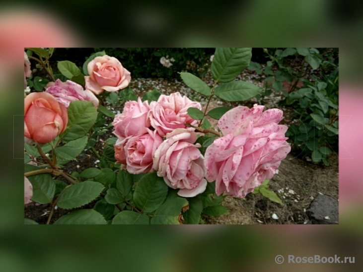 Stefanie´s Rose 