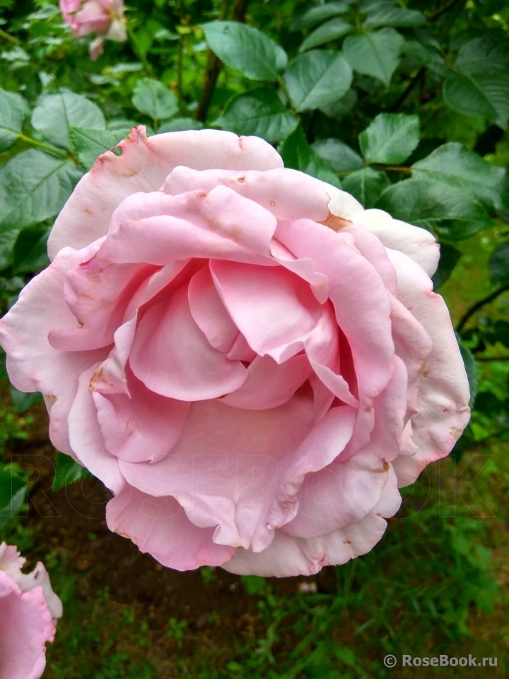 La Rose du Petit Prince