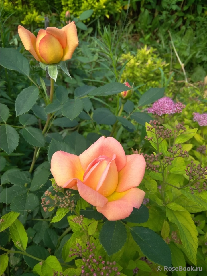 Lady of Shalott 