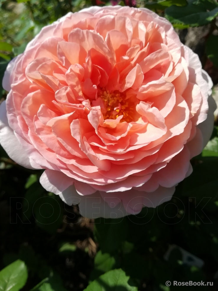 Abraham Darby