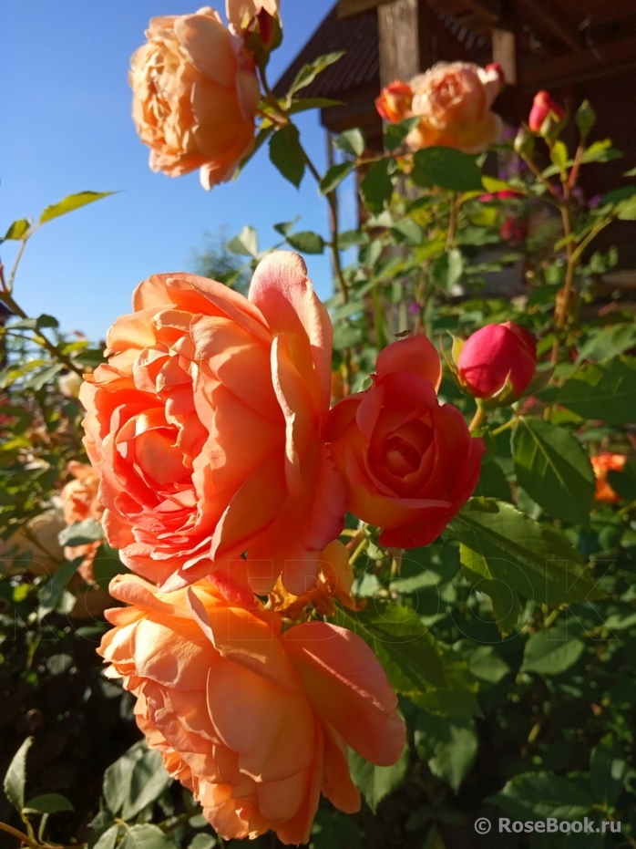 Lady of Shalott 