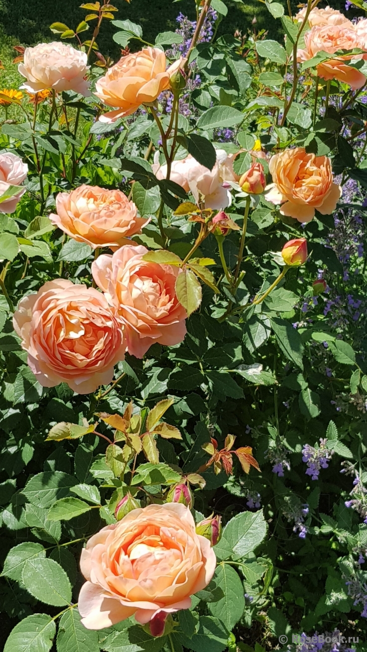 Lady of Shalott 