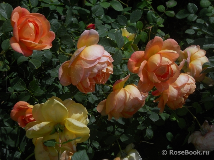 Lady of Shalott 