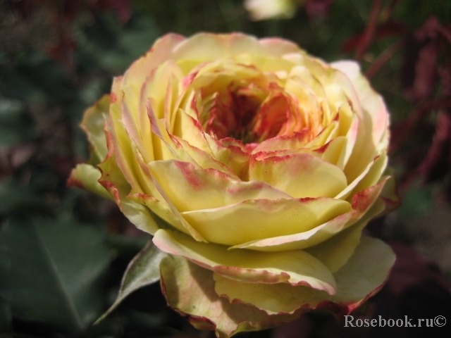 Jardins a Fleur D`eau